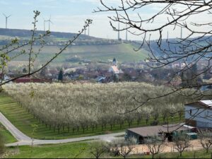 Hier führt der Weg u.a. auch vorbei an blühenden Streuobstwiesen. Danach geht es auf halber Hanghöhe den Hangbereich entlang mit wunderbaren Ausblicken in das Maintal. Auch Schafen begegnen wir in diesem Bereich. (Foto: Günther Ries)